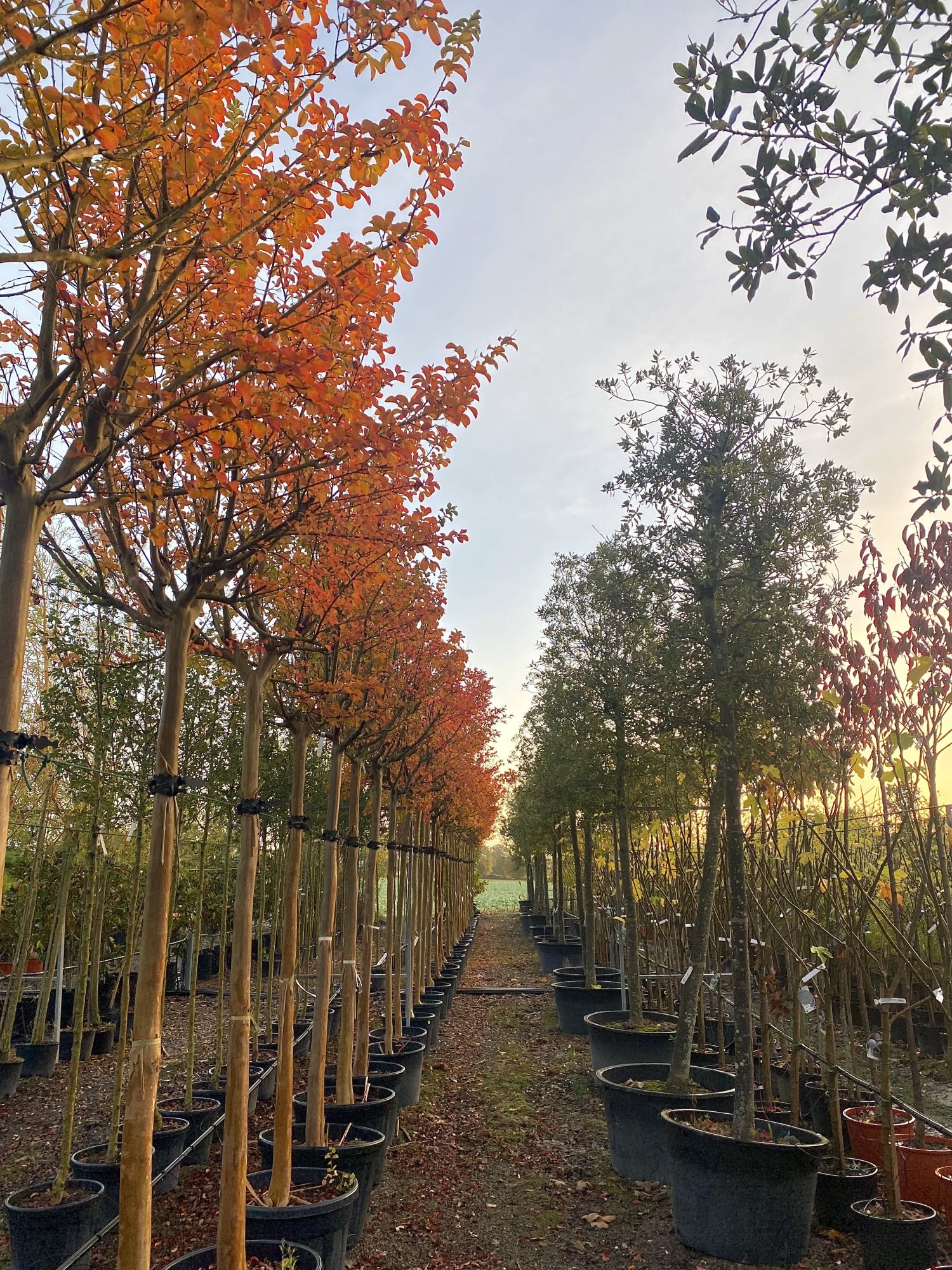 Arbres caducs