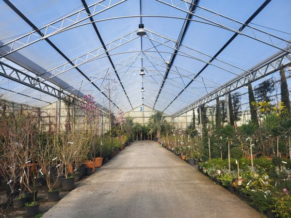 Gamme de végétaux cultivés en serre et en plein air à La Mézière en Ille et Vilaine Gamme de végétaux cultivés en serre et en plein air à La Mézière en Ille et Vilaine