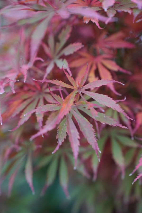 Plante à terre de bruyère - Acer palmatum Plante à terre de bruyère - Acer palmatum