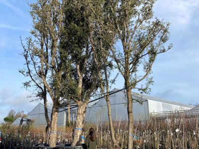 Quercus suber