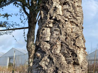 Quercus suber