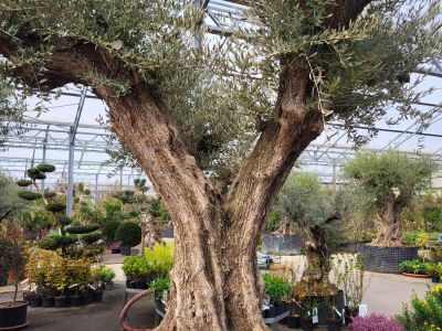 Olea Europa