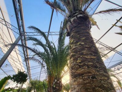 Phoenix canariensis