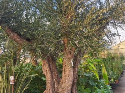 Olea Europa