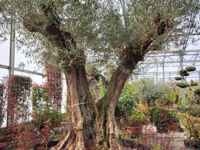 Olea Europa