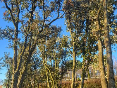 Quercus ilex