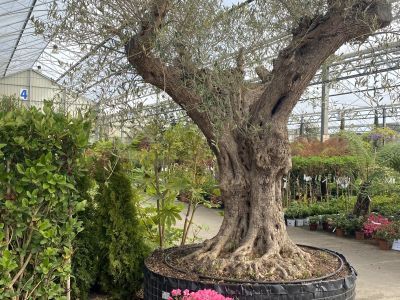 Olea Europa