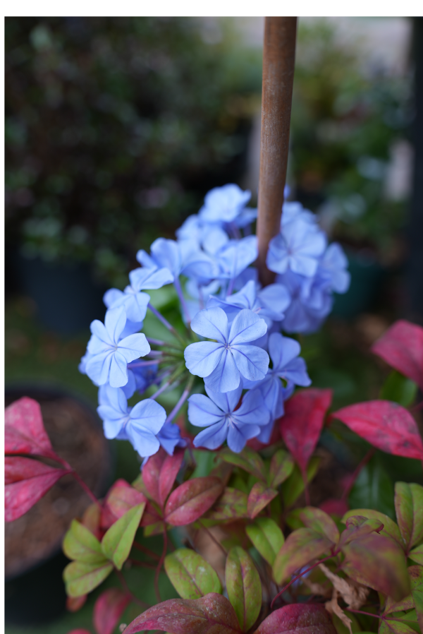 Plante grimpante - Plumbago Plante grimpante - Plumbago