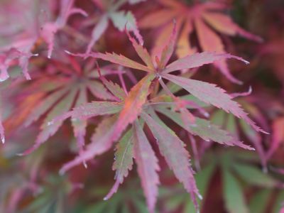 Acer palmatum