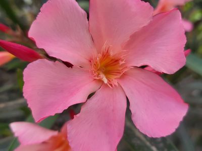 Nerium Oleander