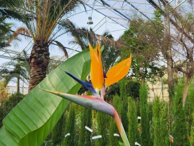 Strelitzia reginae
