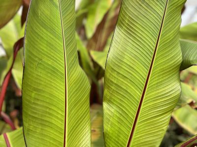 Musa